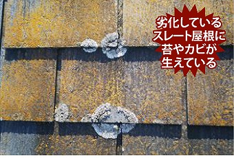 カビ　藻　苔　屋根