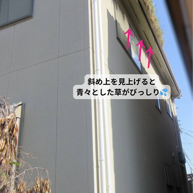横樋　雑草