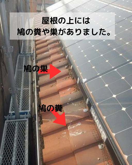 鳩被害　屋根　糞　巣
