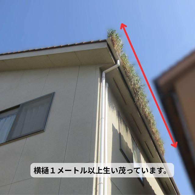 樋　雑草