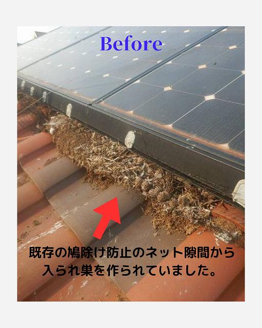 鳩　ビフォー　鳩の糞