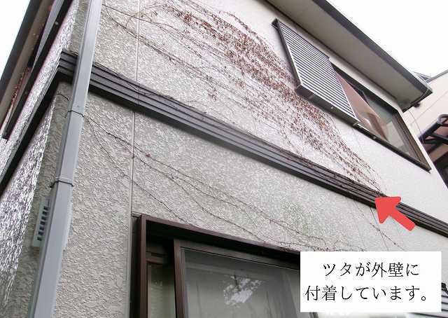 芦屋市での現地調査で燐家のツタが外壁に付着！侵入を防ぐ効果的な対策とは？