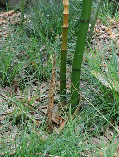 【芦屋市】放置すると危険！竹と巨木が家を傷める前に行う“徹底メンテナンス”とは？
